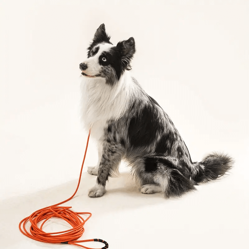 Waterproof Dog Leash For Training Outdoor